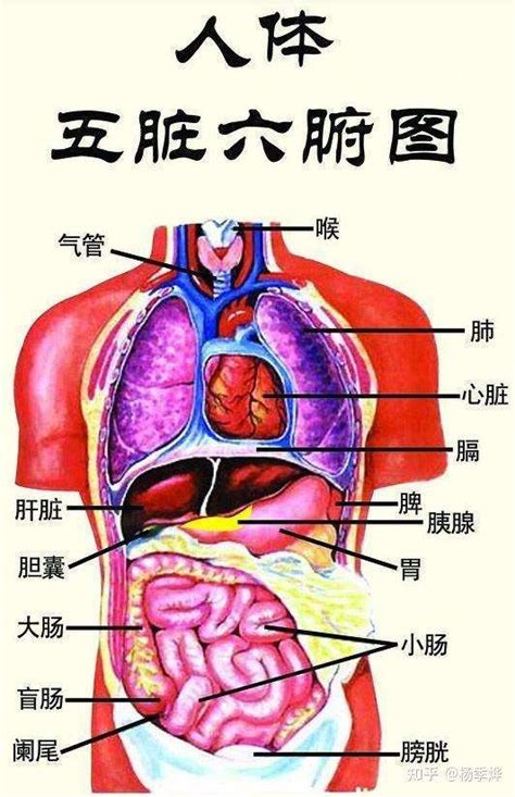 五臟位置|【五臟位置】深入解剖！完整五臟位置圖，一看就懂身。